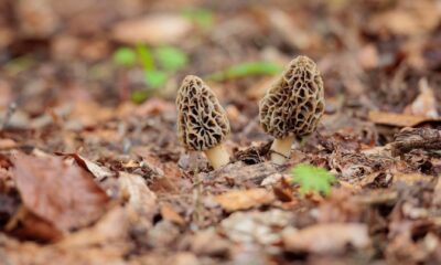 How to start agroforestry: grow delicious food in the forest