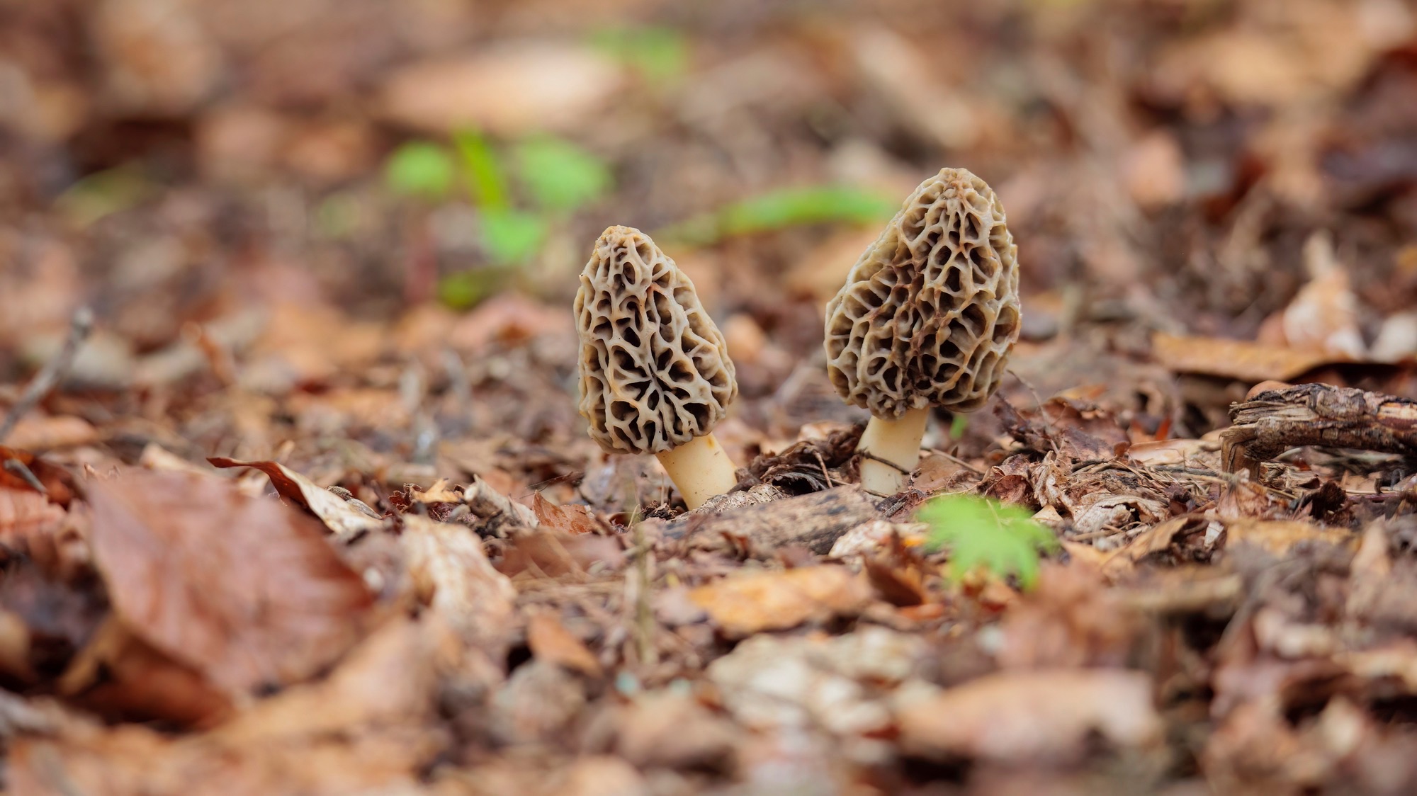 How to start agroforestry: grow delicious food in the forest