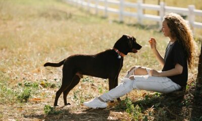 How to train your pet smarter, not harder