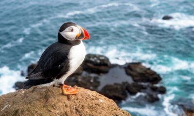 Colorful atlantic puffin sitting on a cliff