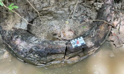 Man finds giant mammoth tusk in Mississippi creek