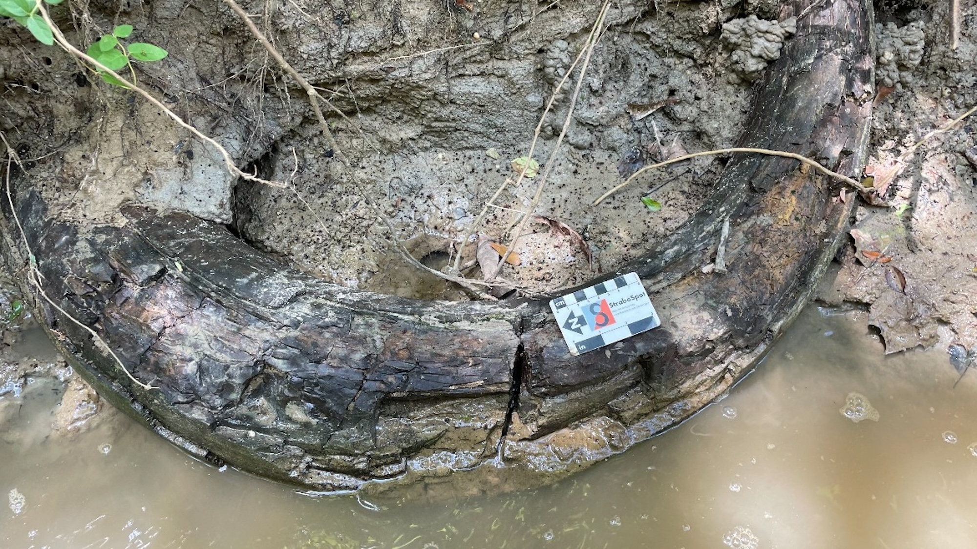 Man finds giant mammoth tusk in Mississippi creek