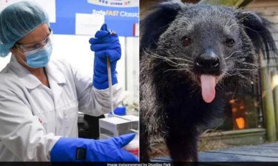 Rare 'Bearcat' that died in British zoo to be cryogenically frozen