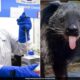 Rare 'Bearcat' that died in British zoo to be cryogenically frozen