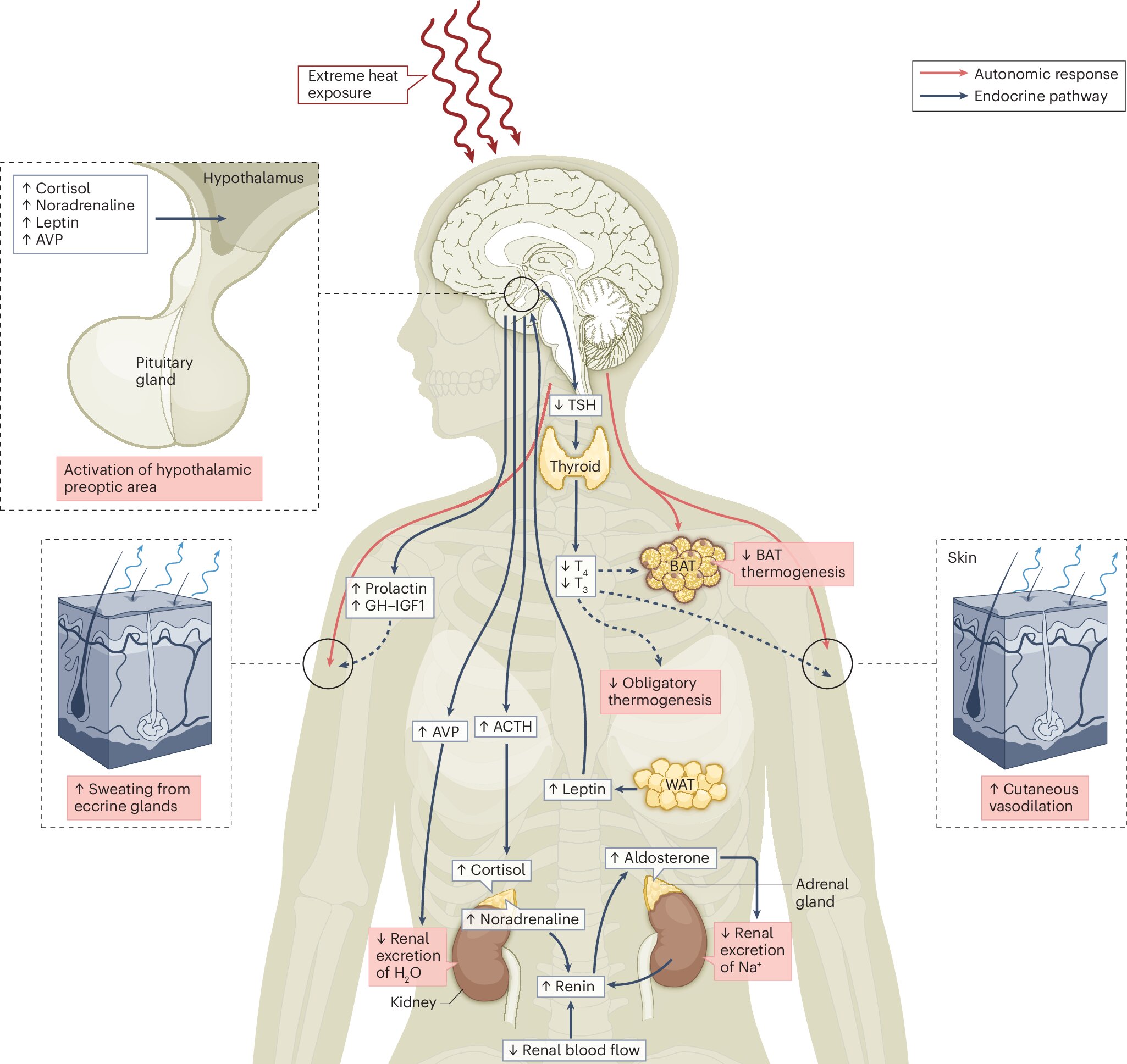 Research into the health effects of climate change on the endocrine system