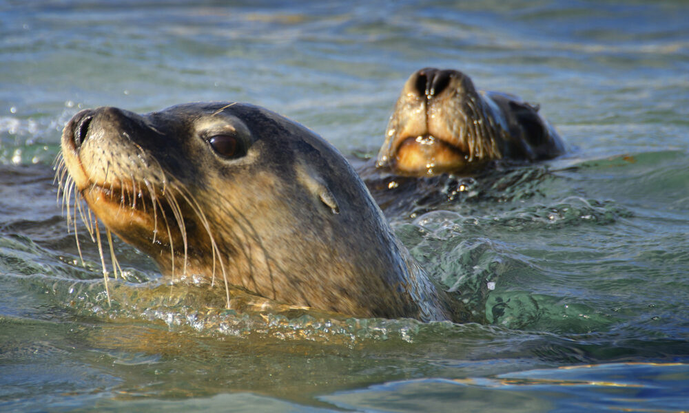 Sea lion camera crews are helping scientists map unexplored seabeds